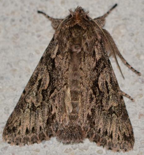 Réf. 250 843 : Xylocampa areola